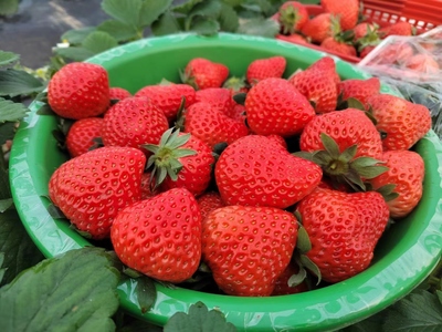 黄湾乡:草莓种植开启农户“莓”好生活